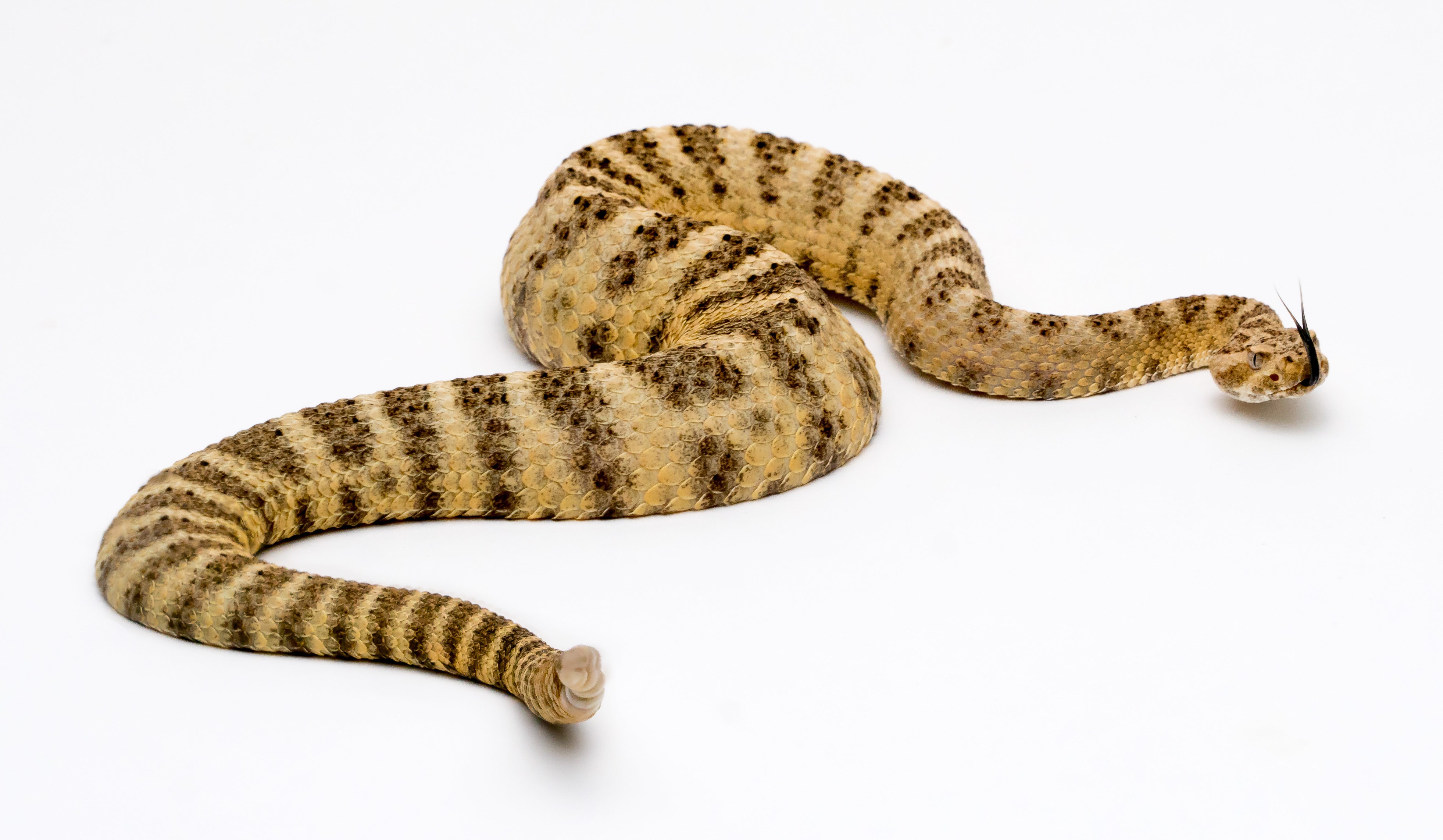 Be Careful With These Rattlesnake Eggs